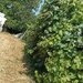 Valea Poienii Sat, oras Dolhasca, jud.Suceava
